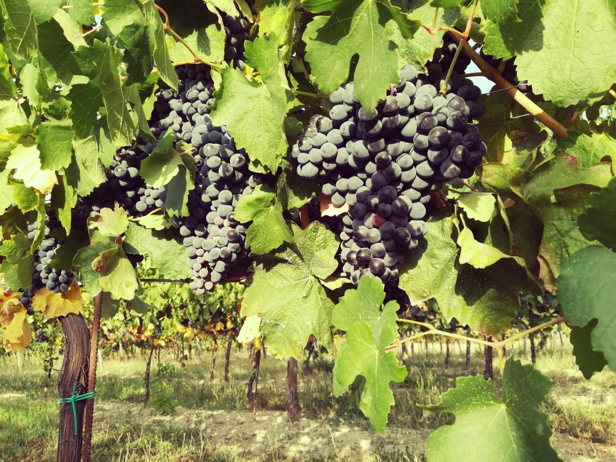 Tenuta I Musi Lunghi Lesignano de' Bagni Exterior foto
